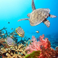 /album/a1st-class-scuba/sea-turtle-swimming-near-a-coral-reef-jpg/