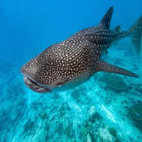 /album/a1st-class-scuba/whale-shark-1-9412-jpg/